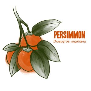 Persimmon illustration