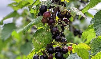 Black Currant on the branch.