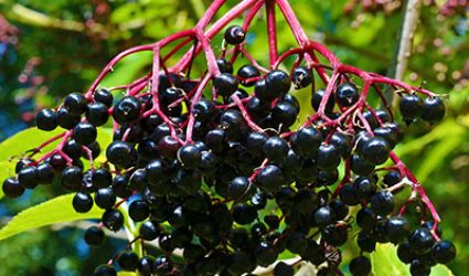 crop-Elderberry-ripe-phto-web